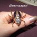 Брошка фиолетовая Жук Скарабей – 1414