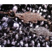 Браслет SWAROVSKI Крокодил gold