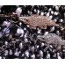 Браслет SWAROVSKI Крокодил gold